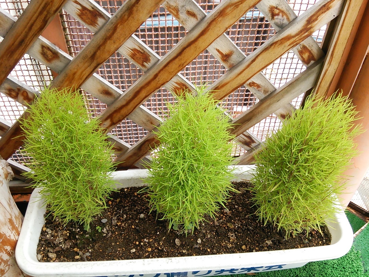 �Ȗ؎s�E�e�j�X�V���b�v�x�X�g Tennis Shop BEST