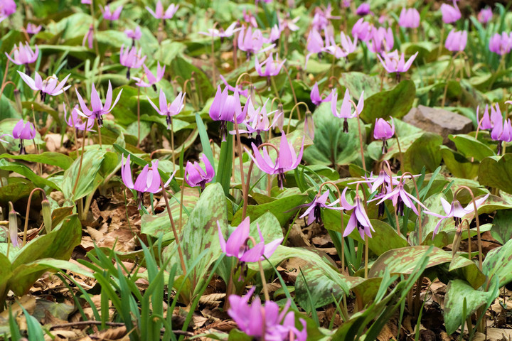 ���悤������������Ⴂ�܂����I