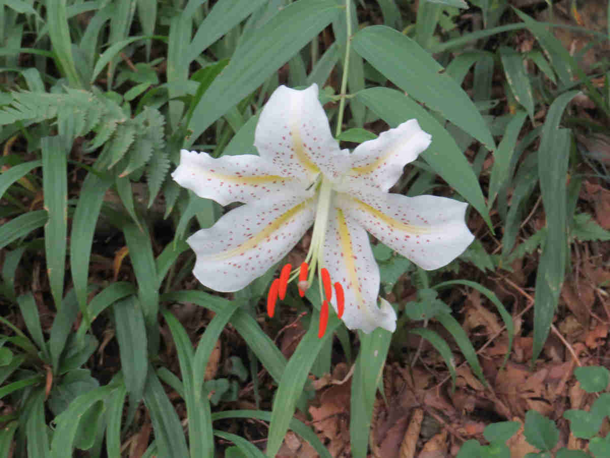 ���悤������������Ⴂ�܂����I