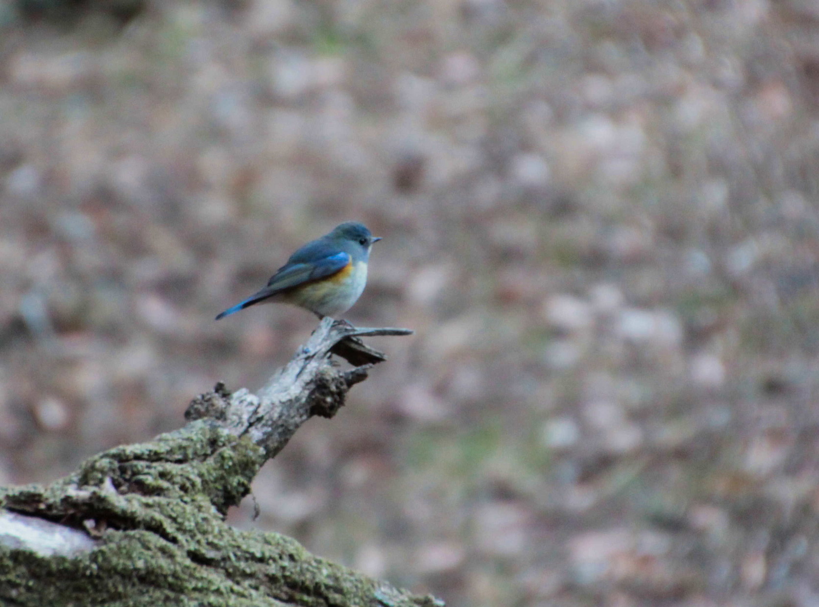 ���悤������������Ⴂ�܂����I