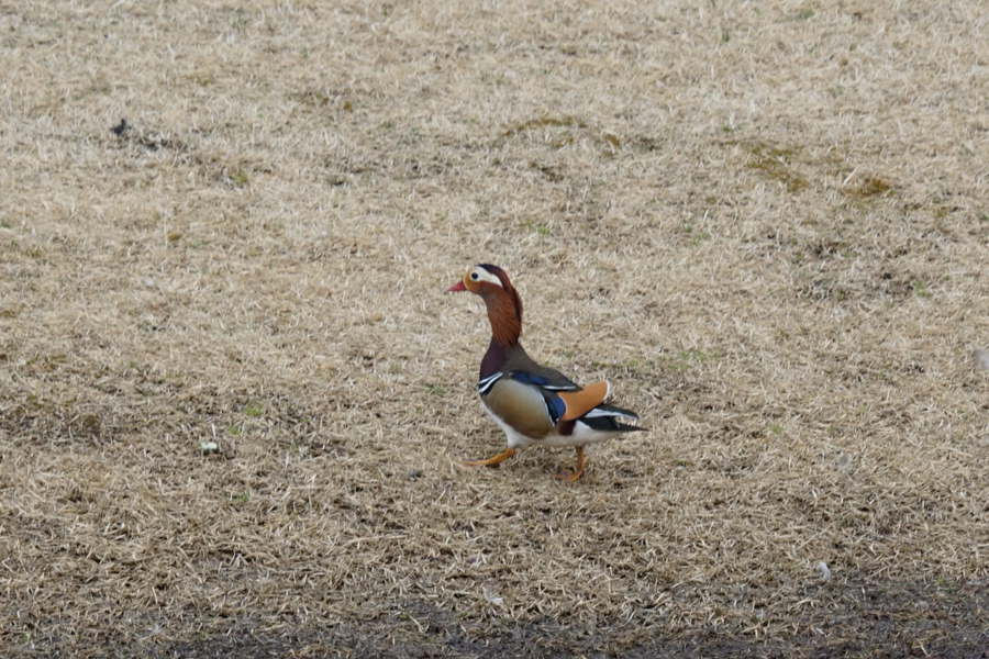 ���悤������������Ⴂ�܂����I