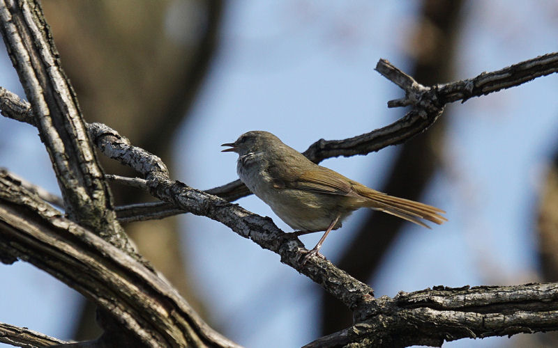 ���悤������������Ⴂ�܂����I