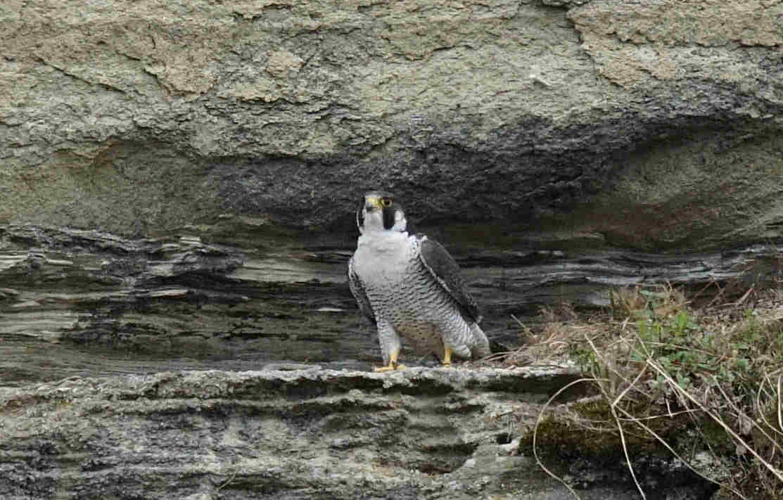 ���悤������������Ⴂ�܂����I