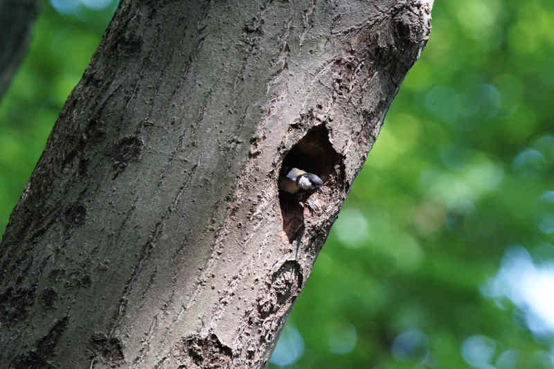 ���悤������������Ⴂ�܂����I