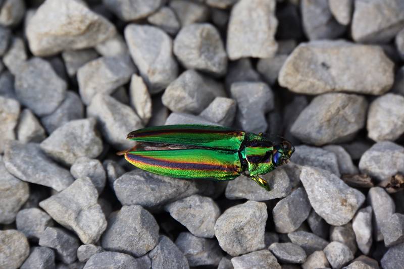 ���悤������������Ⴂ�܂����I