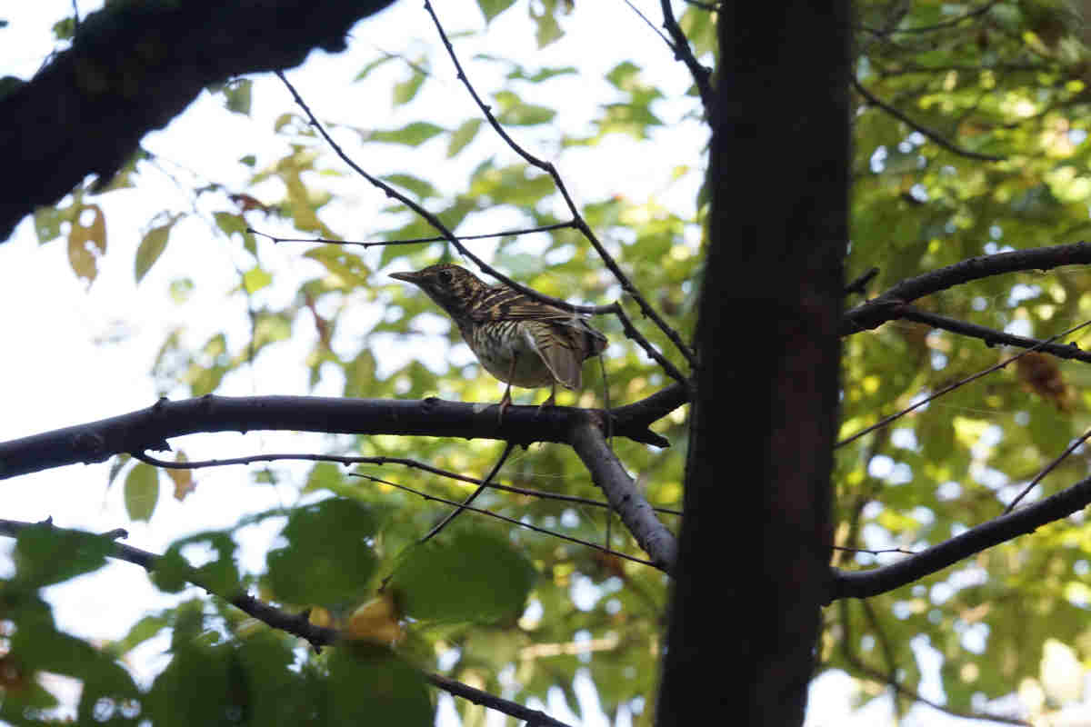 ���悤������������Ⴂ�܂����I