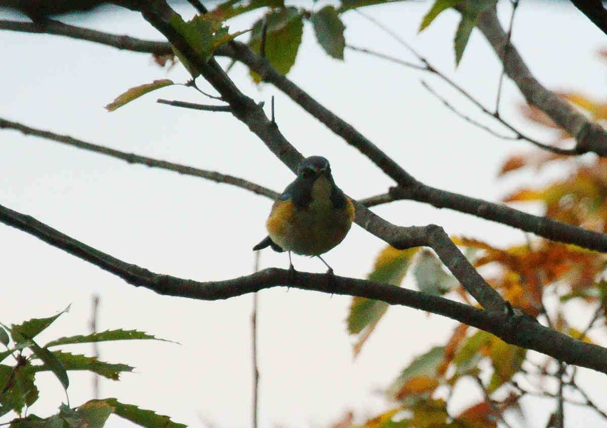 ���悤������������Ⴂ�܂����I