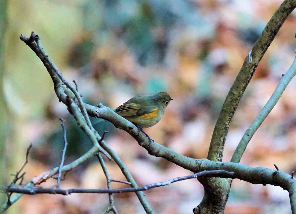 ���悤������������Ⴂ�܂����I