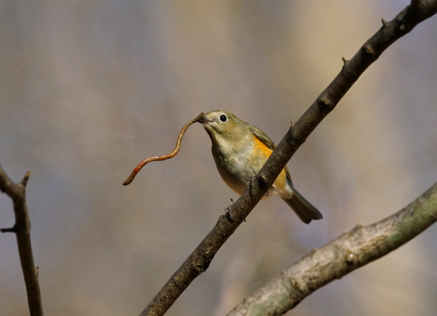 ���悤������������Ⴂ�܂����I