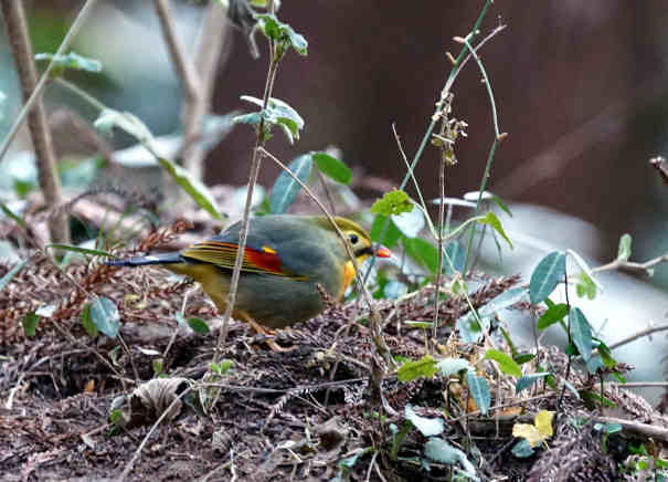 ���悤������������Ⴂ�܂����I