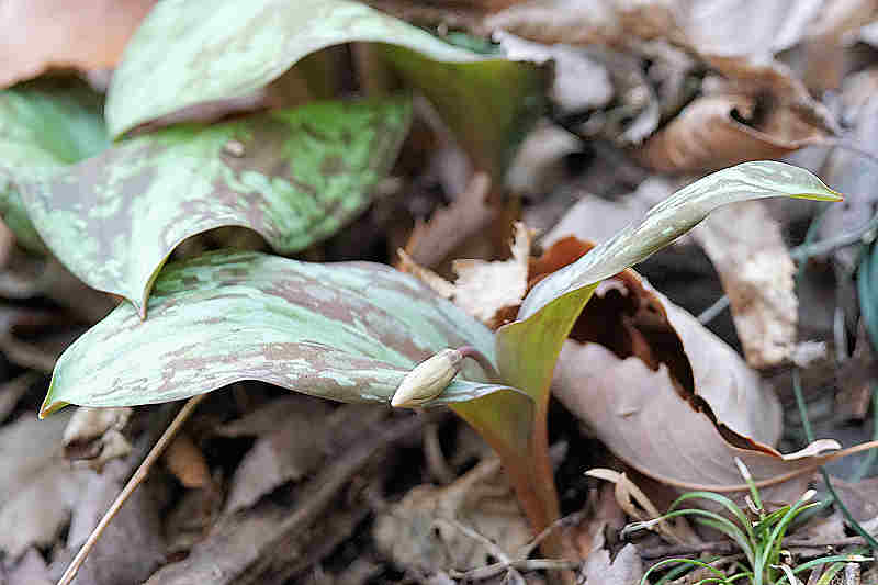 ���悤������������Ⴂ�܂����I