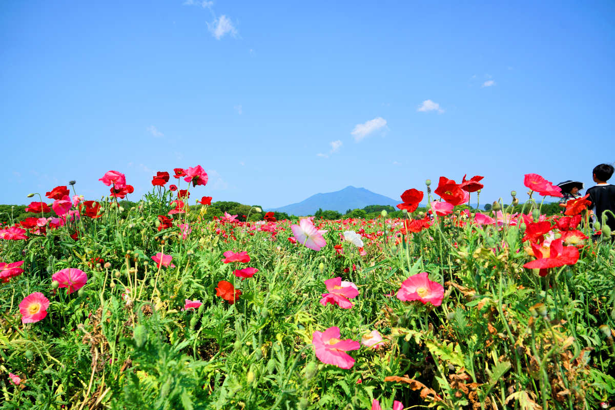 ���悤������������Ⴂ�܂����I