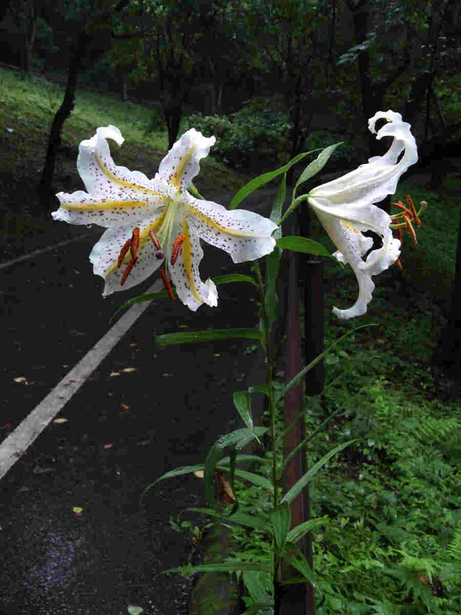 ���悤������������Ⴂ�܂����I