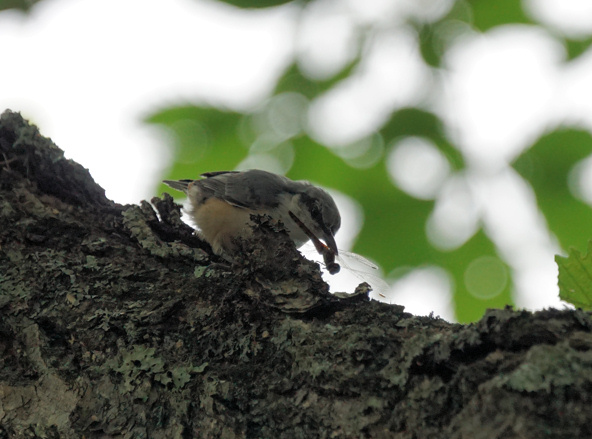 ���悤������������Ⴂ�܂����I