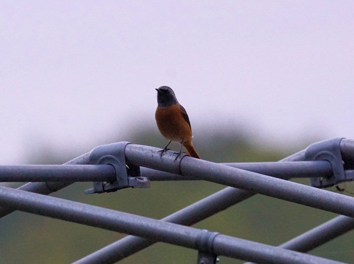 ���悤������������Ⴂ�܂����I