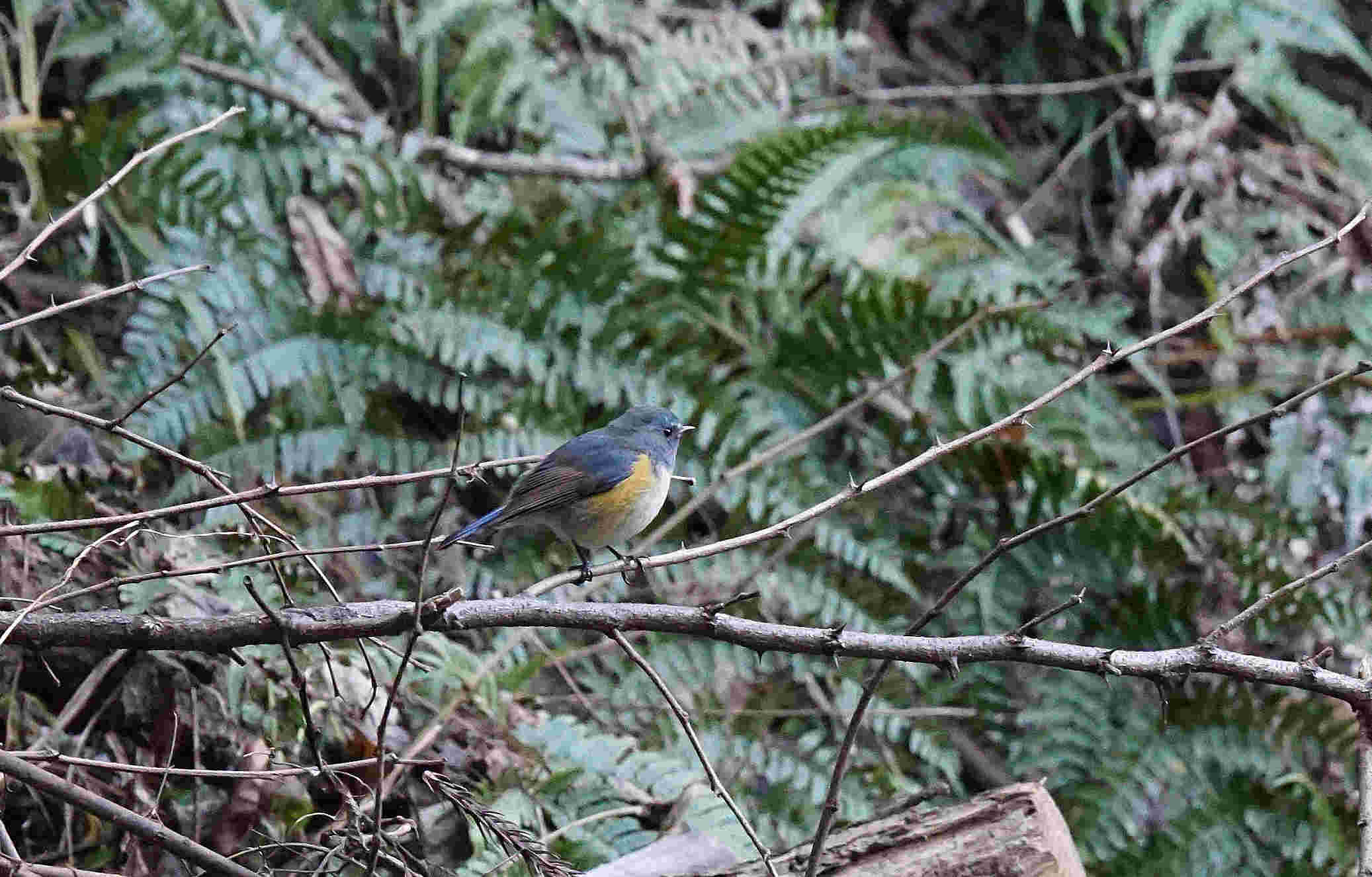 ���悤������������Ⴂ�܂����I