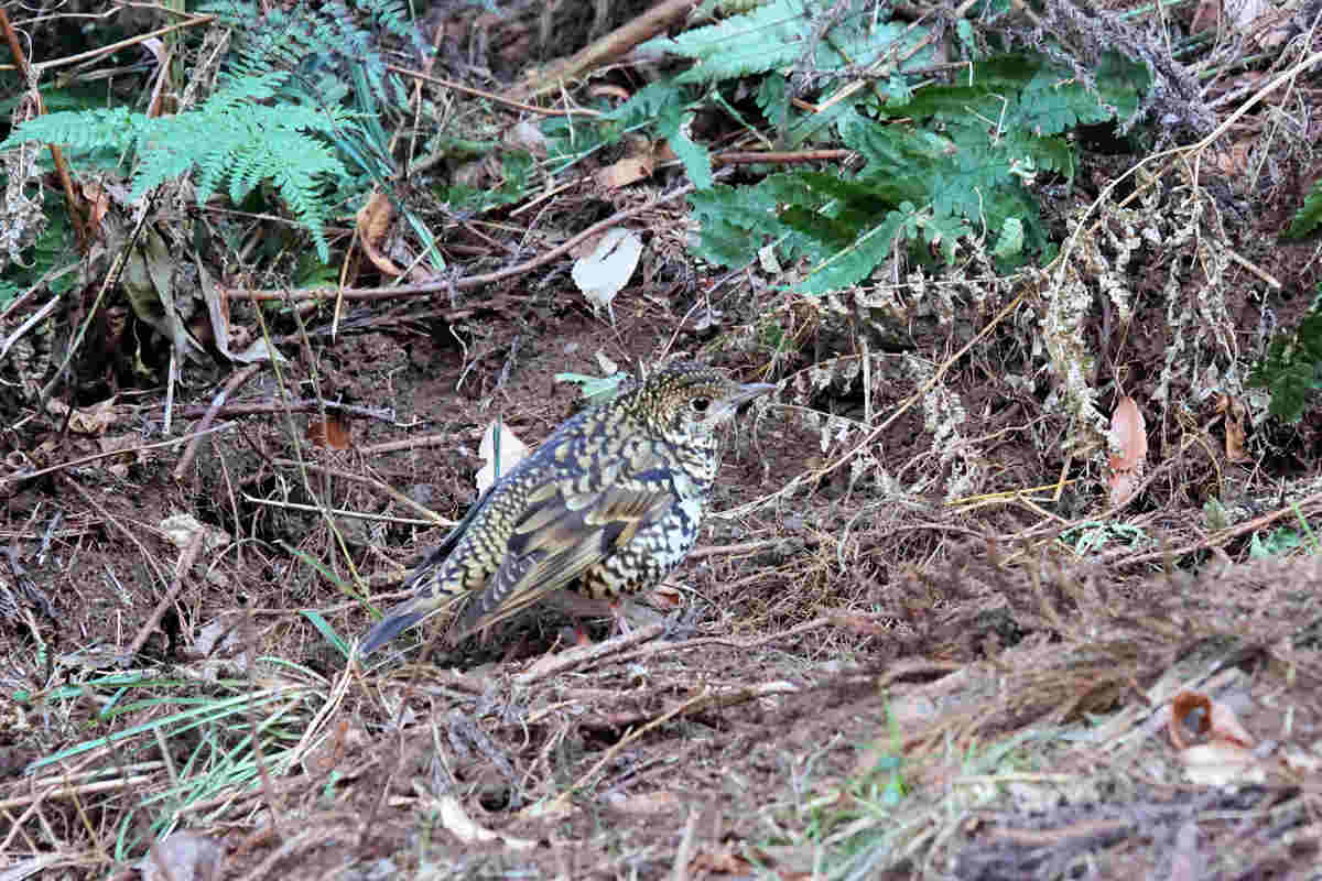 ���悤������������Ⴂ�܂����I