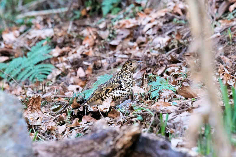 ���悤������������Ⴂ�܂����I