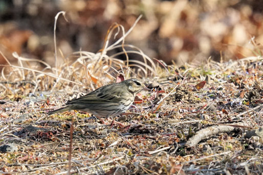 ���悤������������Ⴂ�܂����I