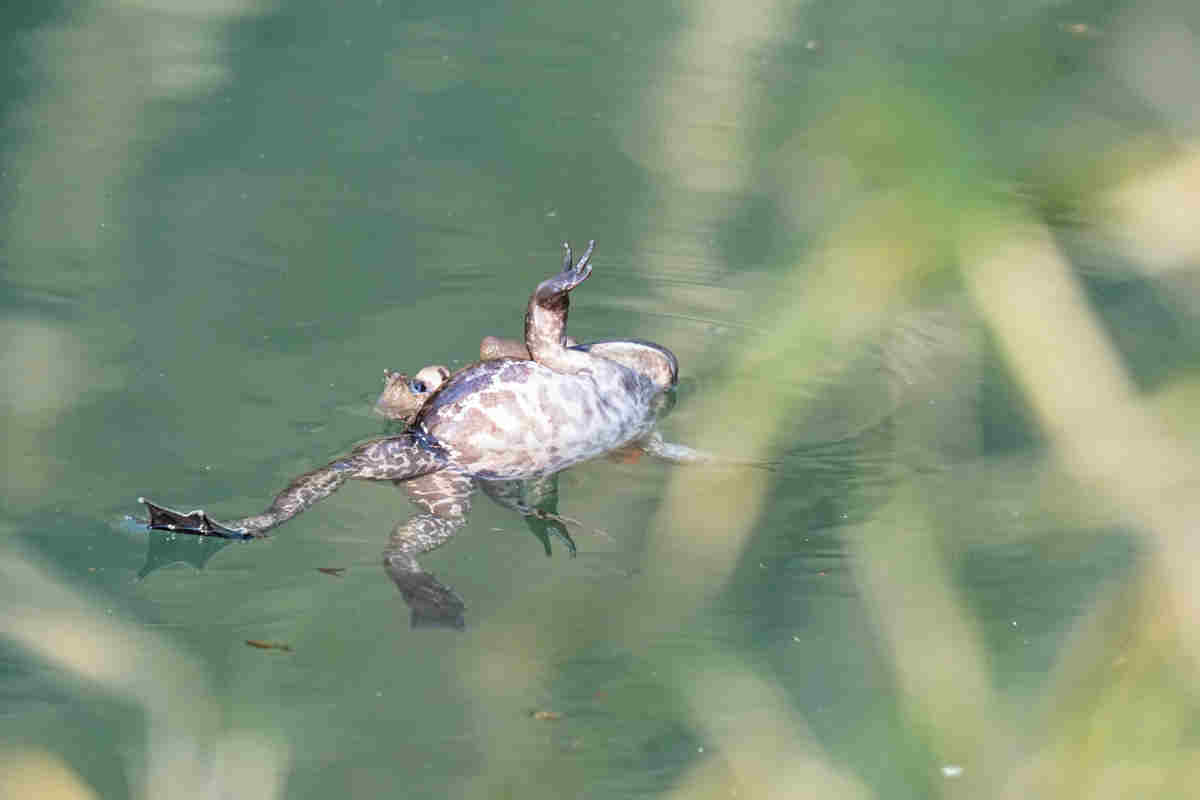 ���悤������������Ⴂ�܂����I