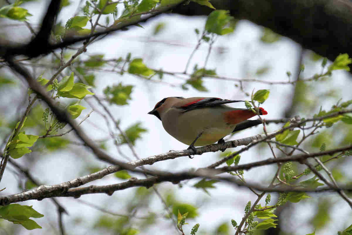 ���悤������������Ⴂ�܂����I