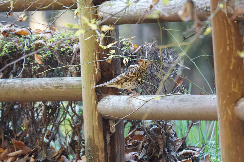 ���悤������������Ⴂ�܂����I