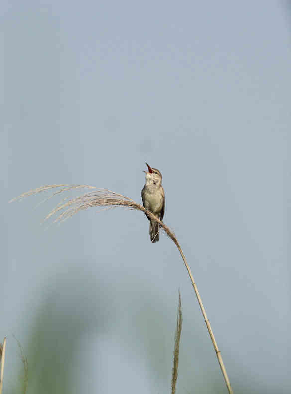 ���悤������������Ⴂ�܂����I