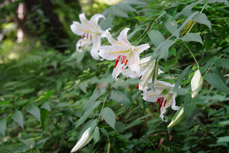 ���悤������������Ⴂ�܂����I