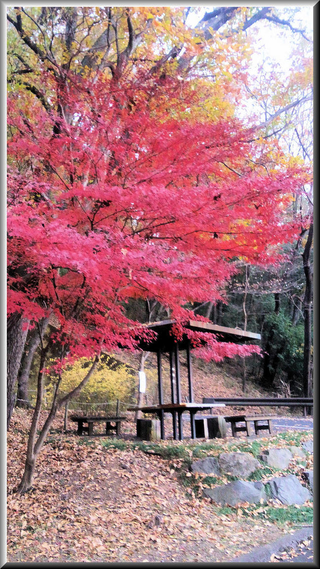 ���悤������������Ⴂ�܂����I