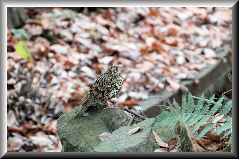 ���悤������������Ⴂ�܂����I