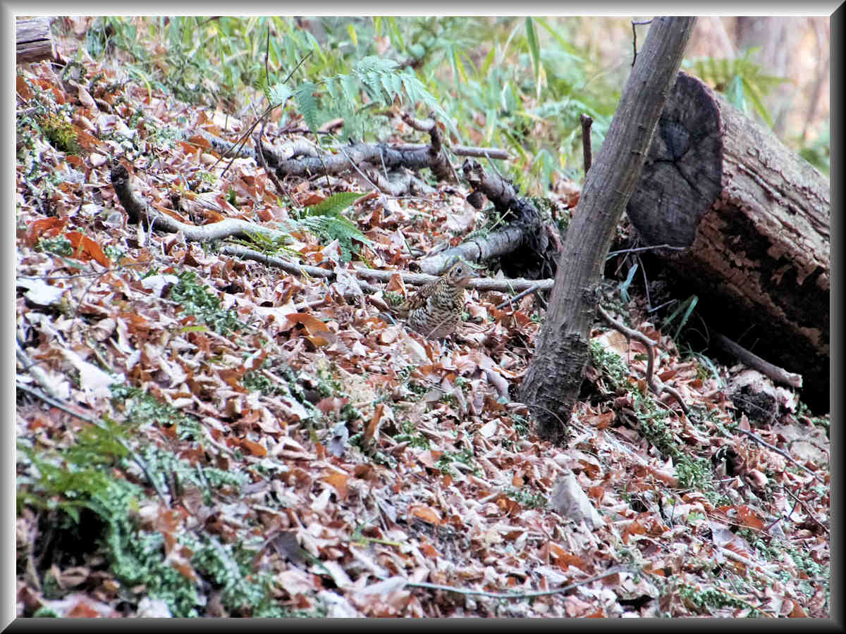 ���悤������������Ⴂ�܂����I