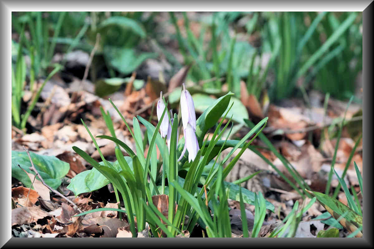 ���悤������������Ⴂ�܂����I