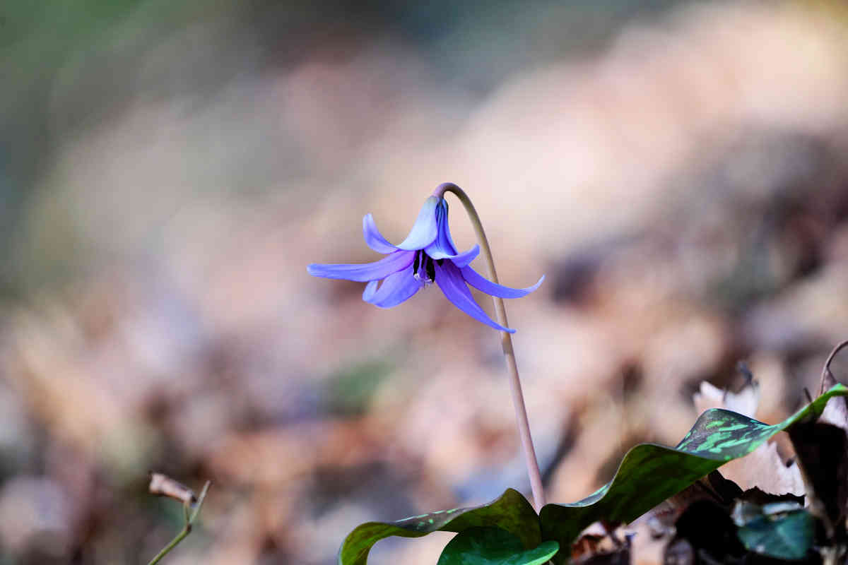 ���悤������������Ⴂ�܂����I