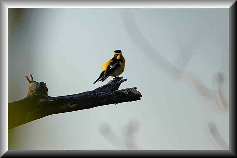 ���悤������������Ⴂ�܂����I