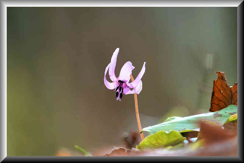 ���悤������������Ⴂ�܂����I