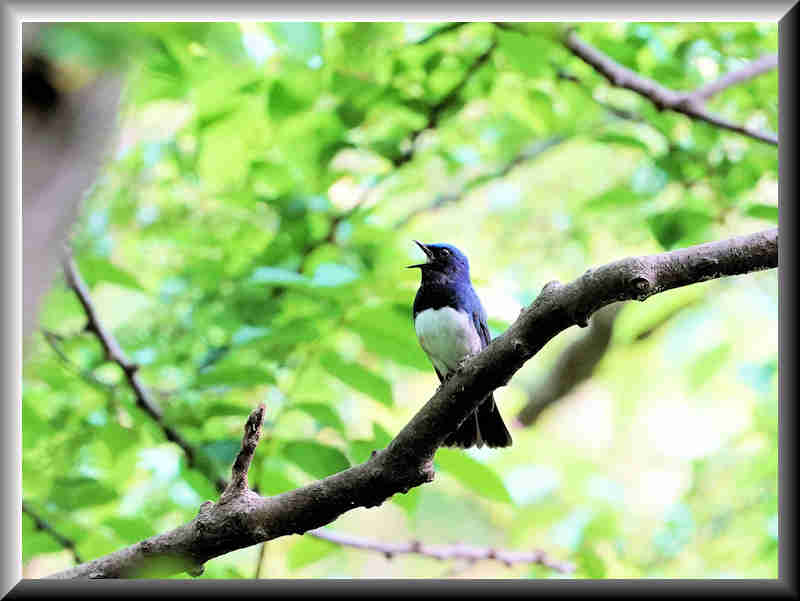 ���悤������������Ⴂ�܂����I