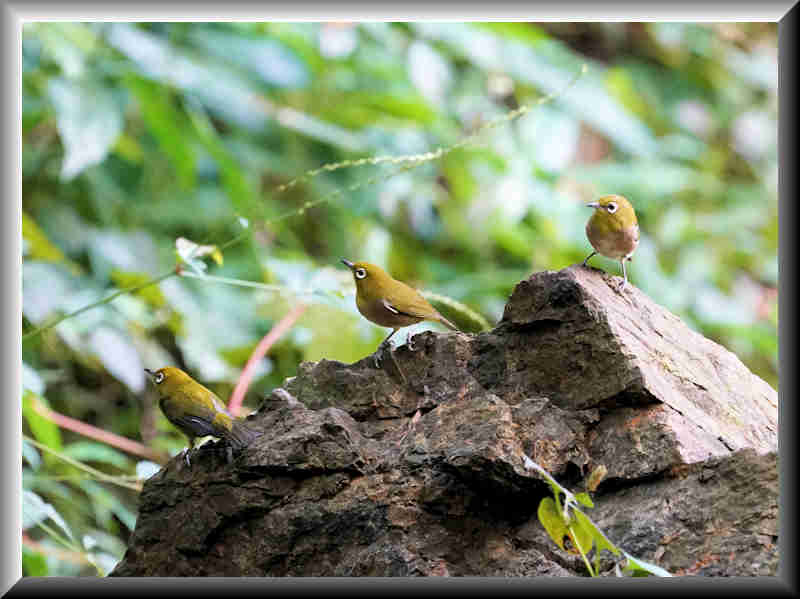 ���悤������������Ⴂ�܂����I