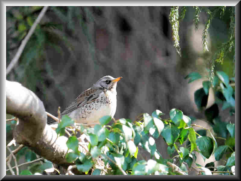 ���悤������������Ⴂ�܂����I