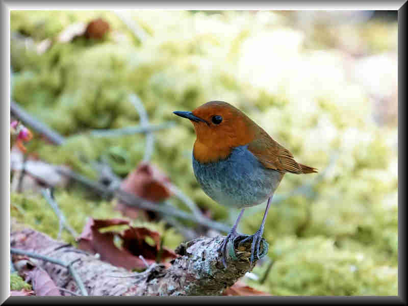 ���悤������������Ⴂ�܂����I