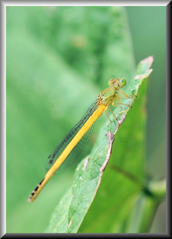 ���悤������������Ⴂ�܂����I