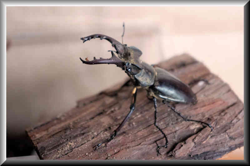 ���悤������������Ⴂ�܂����I