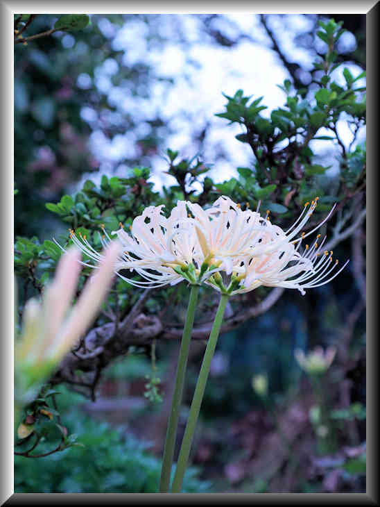 ���悤������������Ⴂ�܂����I