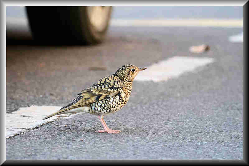 ���悤������������Ⴂ�܂����I