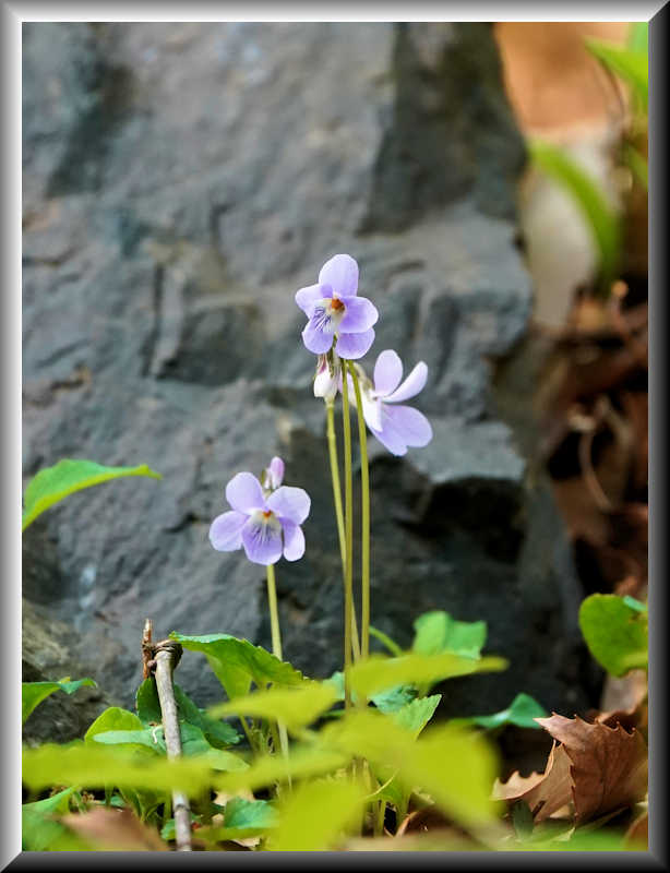 ���悤������������Ⴂ�܂����I