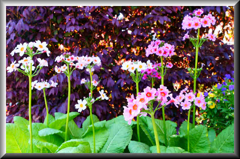 ���悤������������Ⴂ�܂����I