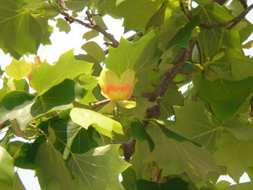 ���悤������������Ⴂ�܂����I