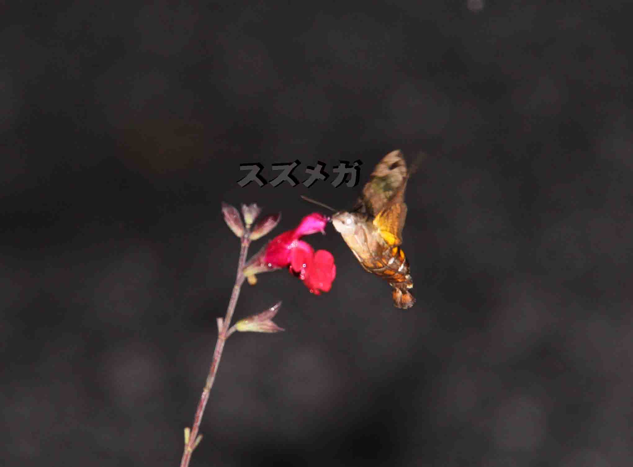 ���悤������������Ⴂ�܂����I