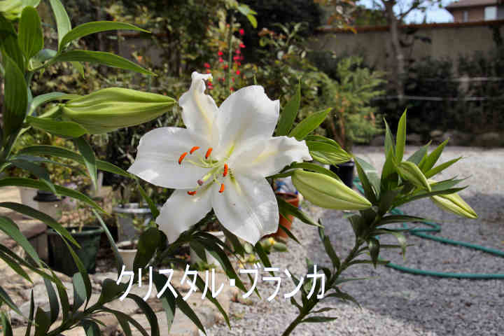 ���悤������������Ⴂ�܂����I