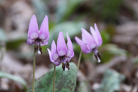 ���悤������������Ⴂ�܂����I