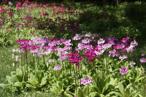 ���悤������������Ⴂ�܂����I